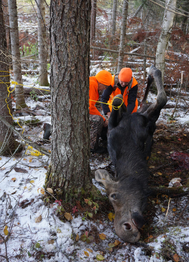 The Magic of the Moose Hunt Northern Ontario Travel